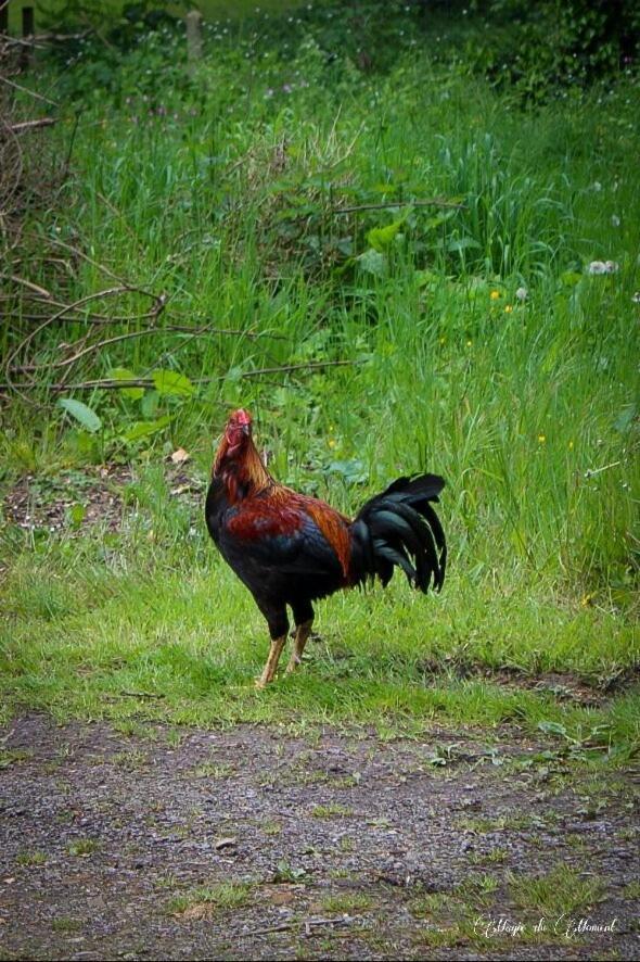 Camping La Sabliere Saint-Jans-Cappel Kültér fotó