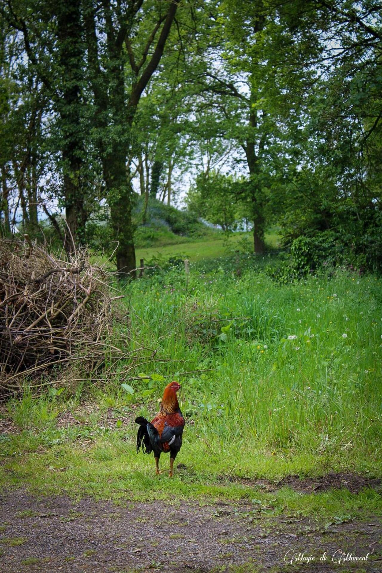Camping La Sabliere Saint-Jans-Cappel Kültér fotó